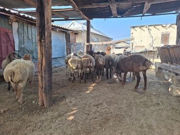 balasına süd vermeyen qoyun: Salam cəmi 17dənə heyvandı 13 ekəkdi 4dü ddişdi bordağ heyvanlardı — 2