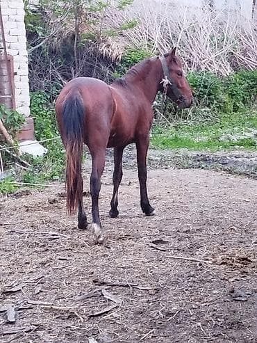 Erkək, il: 2, Ünvandan götürmə