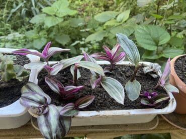 продажа комнатных растений: Her nov guler var endirimnen verecem Gencedi istiyen yazsin satiş — 33