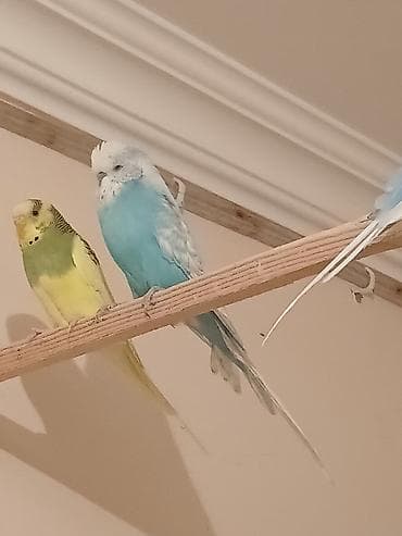 Salam 8 çex 2 si bala 1 vaniş dişi quşları alana zakaz 50 quşluq