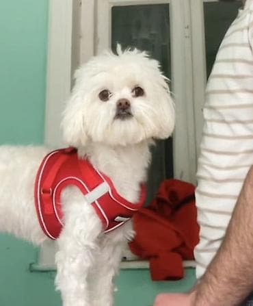 Maltese balonka tam saglam heyvandir butün peyvent ve qurt dermanlari