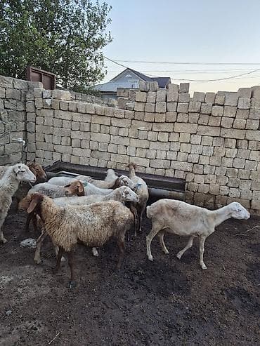 gence itler: 12 baş Qoyun içində şişəydə var– ana və gənc başlar - Növ: yerli — 3