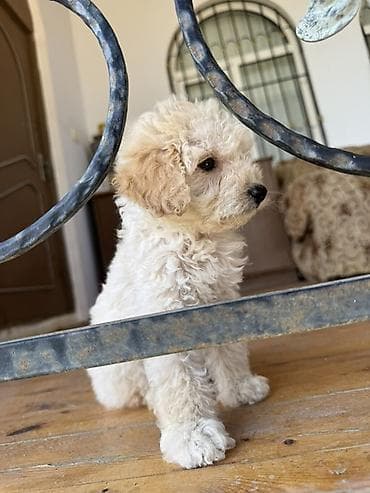 pudel sözünün mənası: Pudel, Sənədli — 2