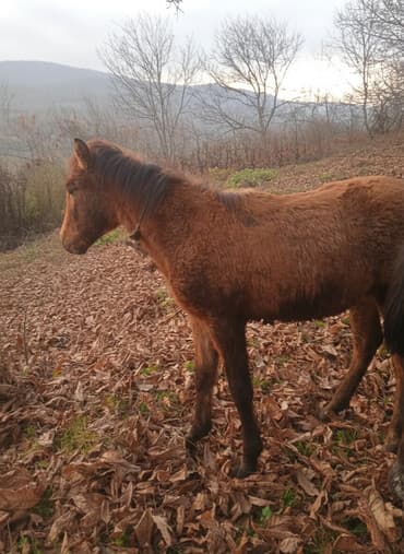 qu quşu və çöl qazı haqqında məlumat: Satılır: cavan at (şabalıdı rəng) - Növ: at - Yaş qrupu: cavan — 3