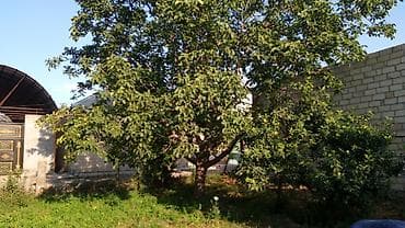 8000 sot, Biznes üçün, Mülkiyyətçi, Kupça (Çıxarış)