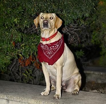 İtlər: Labrador-retriver, 6 il, Dişi — 3
