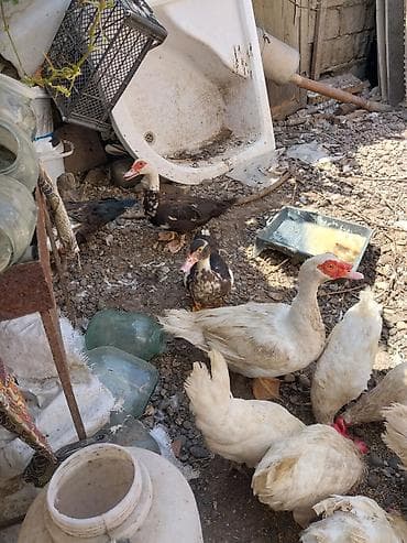 heyvan satisi: 2 erkek 2 dişi ördək.4 bala, balanın 3 ü erkek 1i,dişi.toplam 100azn — 10