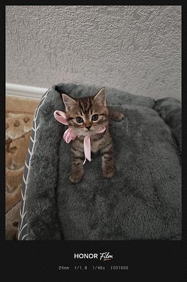 benqal pişik: Skotş Fold və Britan tipli balaca pişiklər - Cins: Şotland — 3