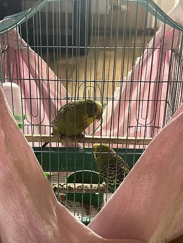 tutuquş: Növbənaz (dalğalı) tutuquşu cütü və qəfəs dəsti. Xüsusiyyətlər: - 2 — 2