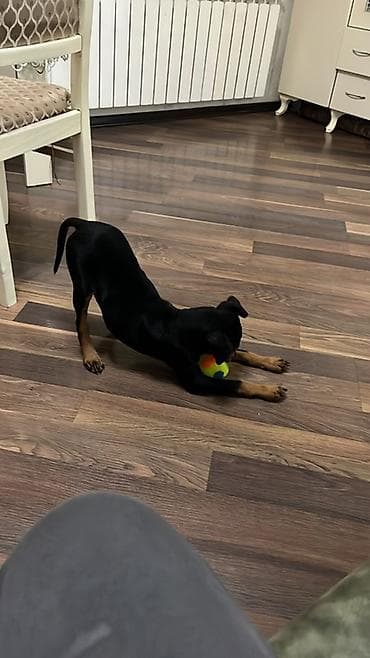 it pitpul: Doberman, 3 ay, Dişi — 2