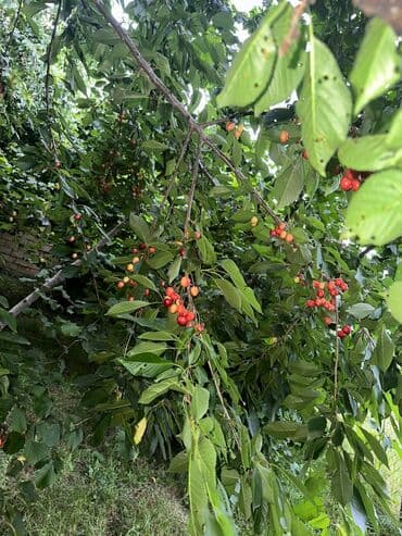 İçkilər: Salam Quba rayonunda Dağlı kəndinde 'Qırmızı qesebe' -nin üst — 2