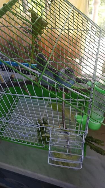 ev quslari haqqinda elmi melumat: Məhsul: 2 ədəd mavi-çəhrayı tonlarda dalğıc (büdcəri) tutuquşu və — 2