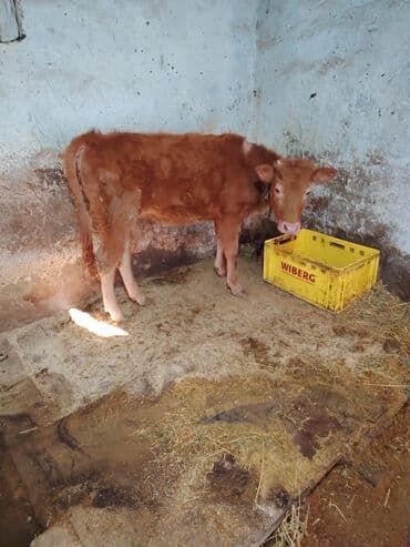 dişi danalar: Maşallah yeyimcil heyvandı dam maldı — 2