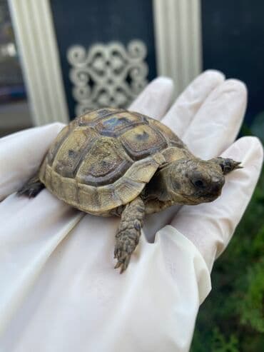 ot yonca: Quru tısbağa (kiçik ölçülü) - Növ: Quru/qarışıq iqlimə uyğun tısbağa — 1