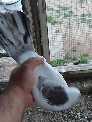 goyercinlər: Əbrəş boynu güllü göyərçin satıram erkeyə oxşuyur dünən tutmuşam erkey — 5