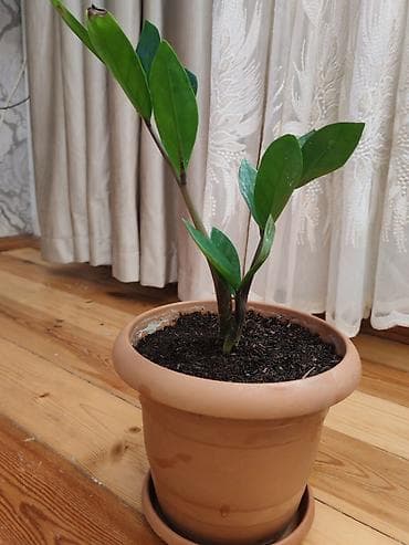 dibçek: Zamiokulkas (ZZ plant) – dekorativ ev bitkisi - Növ: Zamioculcas — 4