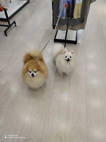 afcarka itləri: Şpitz, 4 il, Dişi, Sənədli — 2