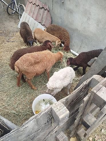 Satış üçün quzu/qoyun sürüsü - Şəkillərdə müxtəlif rəngdə (ağ — 1