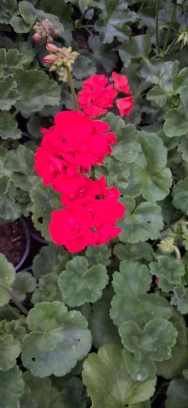 gül rəsmi: Geran gülləri dipçəkdə. 4 fəsil yaşıl qalan üzərində daimi gülü olur — 5