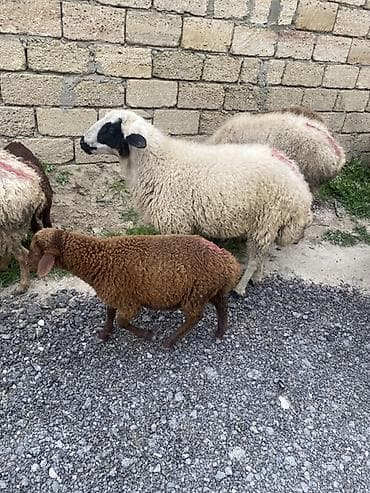 balaca meymun satisi: Qaragöz erkey 1 yasi var heyvan surmeyine söz ola bilmez — 2