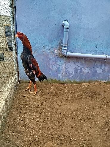 Atlar: Səmiz, boyu uzun, sümüklü quruluşa sahib xoruz. Xüsusiyyətlər: - Cins — 2