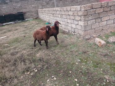 Inəklər, öküzlər: Qoyunlar – yerli cins - Şəkillərdə 3 baş qoyun göstərilir (1 ədəd — 2