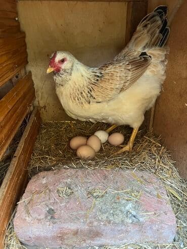 kend teserrufati: Toyuq, Yumurtalıq — 8