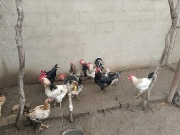 toyuq satilir: Satişda xoruz var 2-2,3 kg — 2