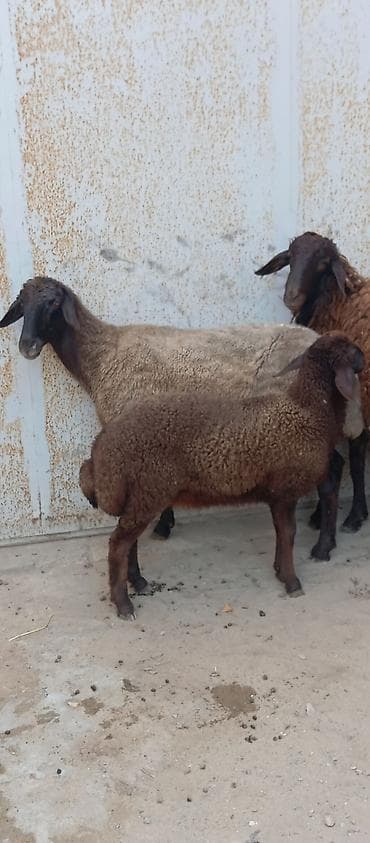 qoyun barter: Salam ünvan Bakıin maştağa kendi obşi 5 baş heyvanlar 1 baş qoç 2 — 6
