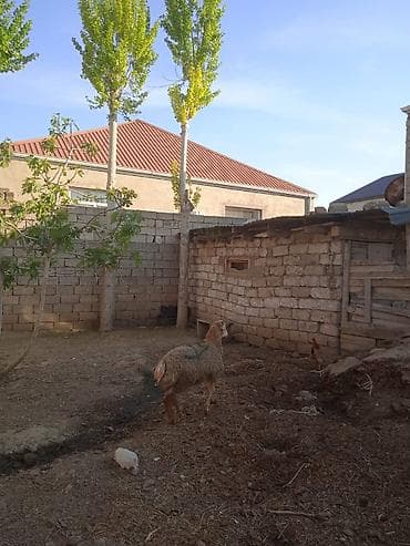 100 l akvarium: Erkəy quzu satilir 15 klo əti var qurbanlığa yarayır — 4