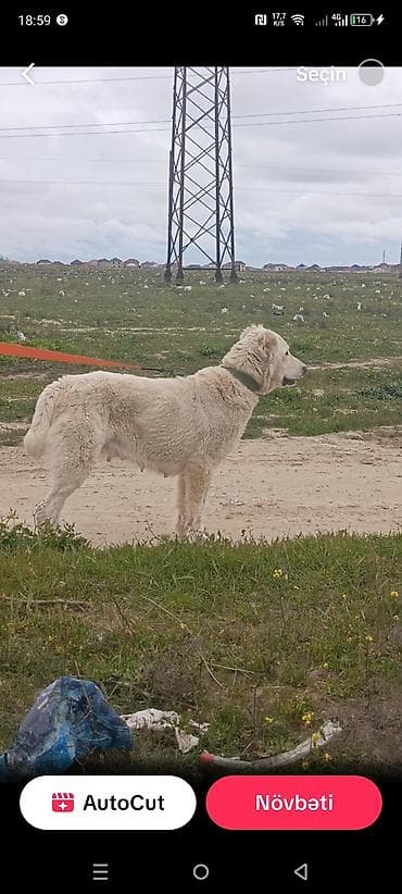 itle barter: Alabay, 2 il, Dişi, Peyvəndli, Ünvandan götürmə — 3