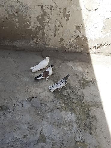 Животные: 3 dene qusdu 17 tukdu bir i 15 tukdu biri 13 tukdu unvan Bileceri — 2