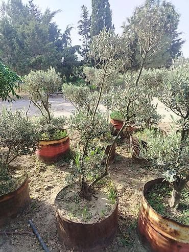 evkalipt ağacı: Zeytun ağacları – dekorativ formaya salınmış, konteynerdə — 5