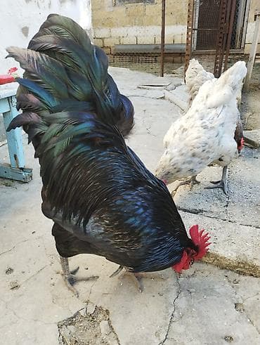 turk anqorasi: Toyuq, Australorp, Damazlıq, Ünvandan götürmə — 1