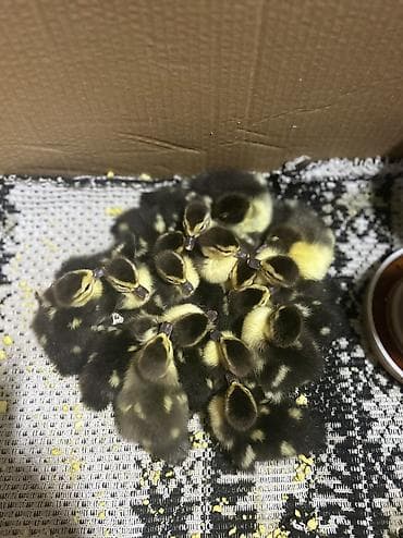 пикник: Tecili ucuz qiymete 0773710465 elaqe saxliyin — 1