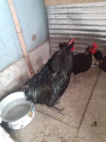 Qara rəngli xoruz və toyuqlar - Növ: ev quşu, qara tüklü xoruz və