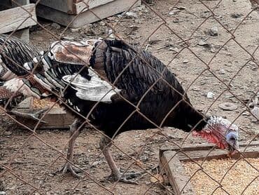 İtlər: Həyət hinduşkaları satılır. Qidası buğda və otdur. Tam sağlamdırlar və — 5