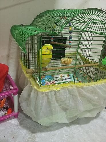 it hekimi bakida: Tutuquşu dişi qəfəs aksessuarlari ilə birlikdə çatdırılma var — 3