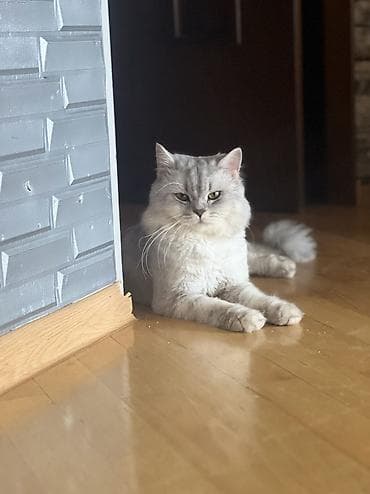 bala pisiklər: Silver şınşıla. erkek . qısır deyil . 3 yaşı olacaq fevralda — 5