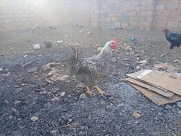 toyuq cinsleri: Məhsul: Yerli qarışıq cins toyuq və xoruzlar4 aylikdirlar Təsvir: - — 4