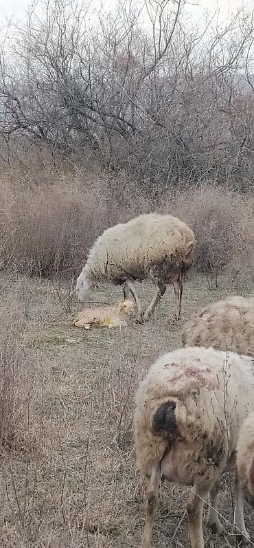 fermaya coban: Işçi tələb olunur çoban axtarılır. 260 qoyundu Şəmkir rayonunda — 1