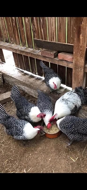 iri buynuzlu mal: Toyuq, Yumurtalıq — 3