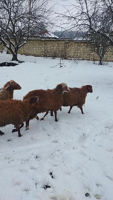 Məhsul: 4 dene qoç satlir
Təsvir:
diri cekiler 37-50 kilo lalafo.az -da Məhsul: 4 dene qoç satlir
Təsvir:
diri cekiler 37-50 kilo