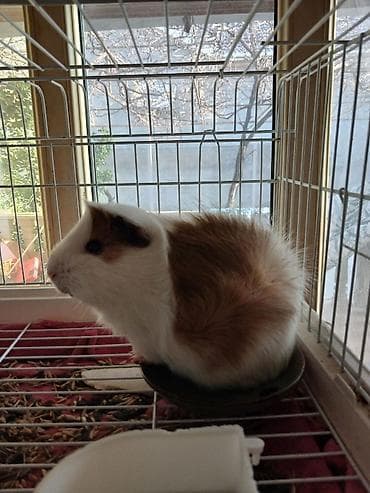 Gəmiricilər: Salam, çox sevdiyimiz iki dəniz donuzumuzu (morskaya svinka) vaxt — 2