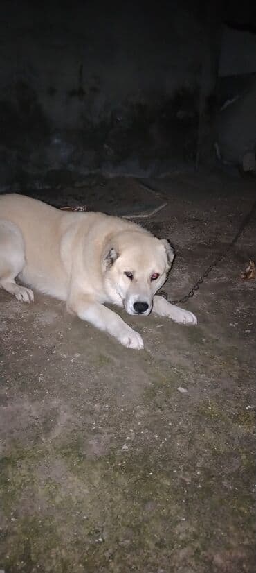 Alabay, 4 ay, Peyvəndli, Pulsuz çatdırılma