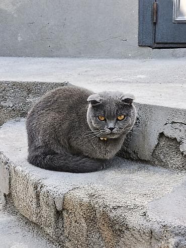heyvanlar: Şotland yastı qulaq, Dişi, Pulsuz çatdırılma — 1
