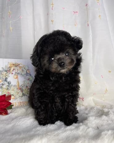 Pudel, 2 ay, Erkek, Sənədli