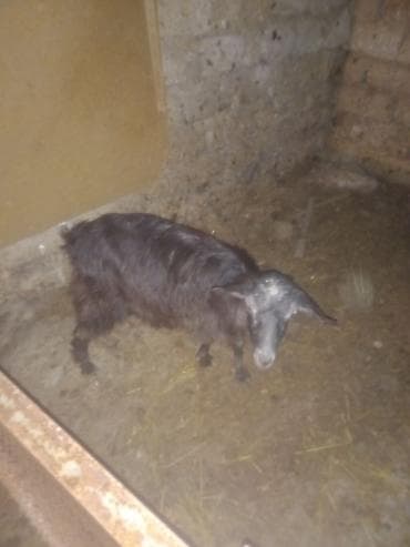 it evlerinin satisi: Məhsul: Qoyun və keçilər (balalı) Təsvir: - Təsvirlərdə bir neçə baş — 3