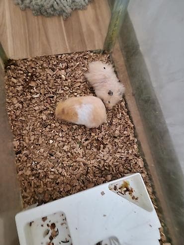 it heyvan: Heyvan: Hamster (2 ədəd) Cins/Tip: Suriya (qısa tüklü krem-ağ ləkəli) — 4