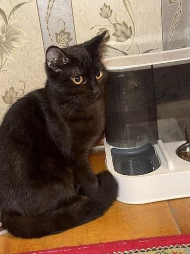 Türk anqora, Dişi, Yaxşı əllərə, Ünvandan götürmə — 3